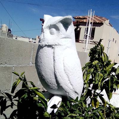Owl.buho1